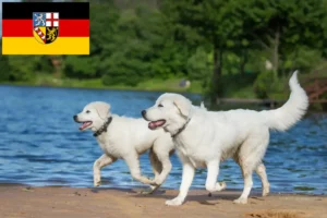 Scopri di più sull'articolo Allevatori di cani da pastore maremmani abruzzesi e cuccioli in Saarland