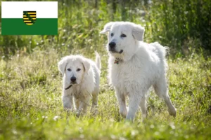Scopri di più sull'articolo Allevatori di cani da pastore Maremmani Abruzzesi e cuccioli in Sassonia
