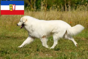 Scopri di più sull'articolo Allevatori di cani da pastore maremmani abruzzesi e cuccioli in Schleswig-Holstein