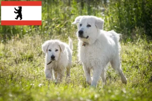 Scopri di più sull'articolo Allevatori di cani da pastore maremmani abruzzesi e cuccioli a Berlino