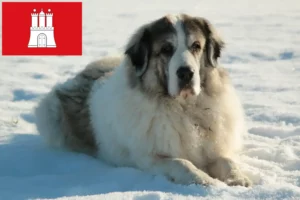 Scopri di più sull'articolo Allevatori di Mastín del Pirineo e cuccioli a Amburgo