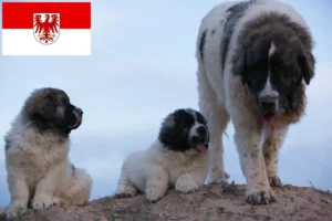 Scopri di più sull'articolo Allevatori di Mastín del Pirineo e cuccioli a Brandeburgo