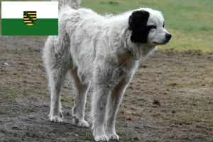 Scopri di più sull'articolo Allevatori di Mastín del Pirineo e cuccioli in Sassonia