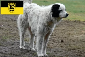 Scopri di più sull'articolo Allevatori di Mastín del Pirineo e cuccioli in Baden-Württemberg