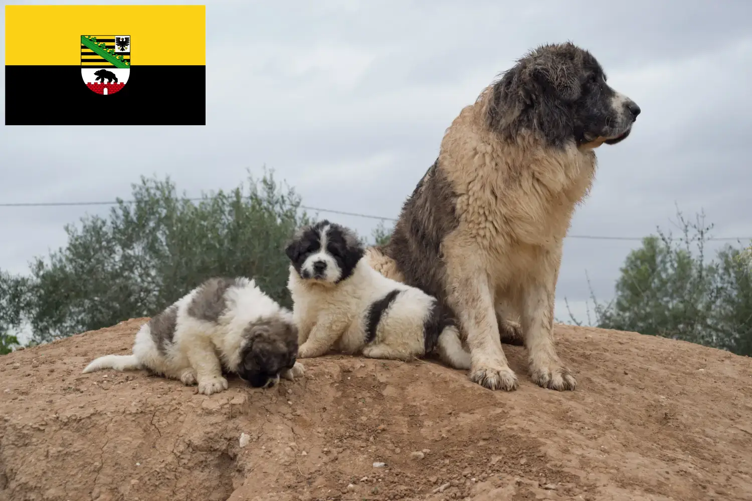 Scopri di più sull'articolo Allevatori di Mastín del Pirineo e cuccioli in Sassonia-Anhalt