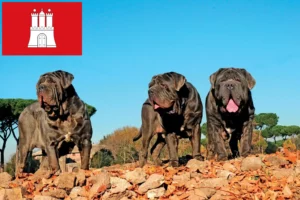 Scopri di più sull'articolo Allevatori di Mastino Napoletano e cuccioli a Amburgo