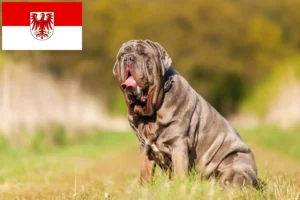 Scopri di più sull'articolo Allevatori di Mastino Napoletano e cuccioli a Brandeburgo