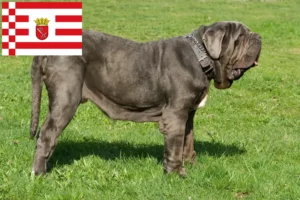 Scopri di più sull'articolo Allevatori di Mastino Napoletano e cuccioli a Brema