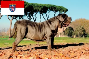 Scopri di più sull'articolo Allevatori di Mastino Napoletano e cuccioli a Hessen