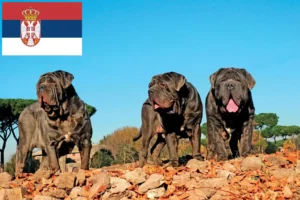 Scopri di più sull'articolo Allevatori di Mastino Napoletano e cuccioli in Serbia