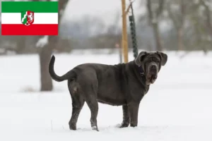 Scopri di più sull'articolo Allevatori di Mastino Napoletano e cuccioli in Nord Reno-Westfalia