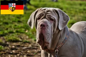 Scopri di più sull'articolo Allevatori di Mastino Napoletano e cuccioli in Saarland