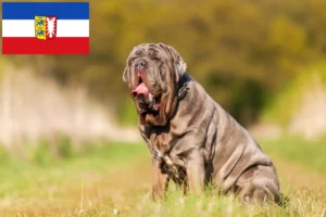 Scopri di più sull'articolo Allevatori di Mastino Napoletano e cuccioli in Schleswig-Holstein