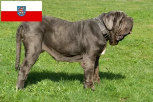 Scopri di più sull'articolo Allevatori di Mastino Napoletano e cuccioli in Turingia