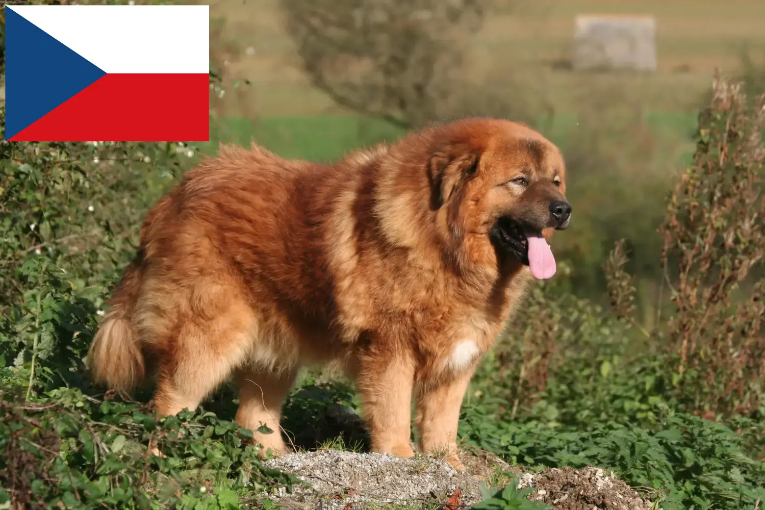 Scopri di più sull'articolo Allevatore di cani tibetani e cuccioli in Repubblica Ceca