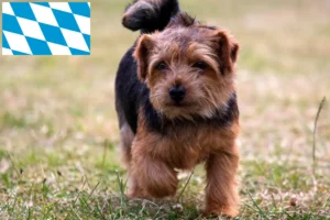 Scopri di più sull'articolo Allevatori di Norfolk Terrier e cuccioli in Baviera