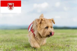 Scopri di più sull'articolo Allevatori di Norfolk Terrier e cuccioli a Brandeburgo