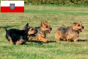 Scopri di più sull'articolo Allevatori di Norfolk Terrier e cuccioli in Turingia