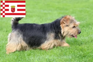 Scopri di più sull'articolo Allevatori di Norfolk Terrier e cuccioli a Bremen