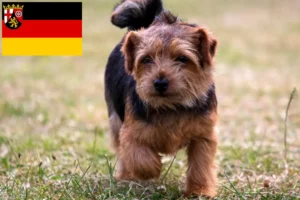 Scopri di più sull'articolo Allevatori di Norfolk Terrier e cuccioli in Renania-Palatinato