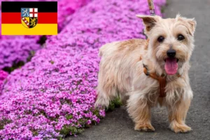 Scopri di più sull'articolo Allevatori di Norfolk Terrier e cuccioli in Saarland