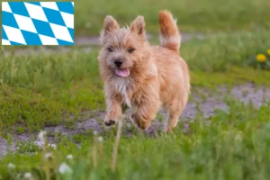 Scopri di più sull'articolo Allevatori e cuccioli di Norwich Terrier in Baviera