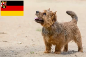 Scopri di più sull'articolo Allevatori e cuccioli di Norwich Terrier in Renania-Palatinato