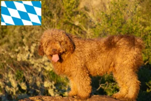 Scopri di più sull'articolo Allevatori di Perro de Agua Español e cuccioli in Baviera