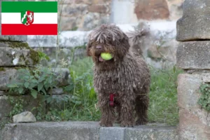 Scopri di più sull'articolo Allevatori di Perro de Agua Español e cuccioli in Nord Reno-Westfalia