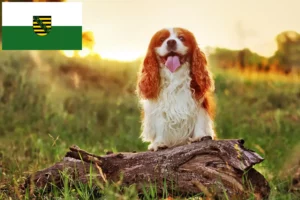 Scopri di più sull'articolo Allevatori di King Charles Spaniel e cuccioli in Sassonia