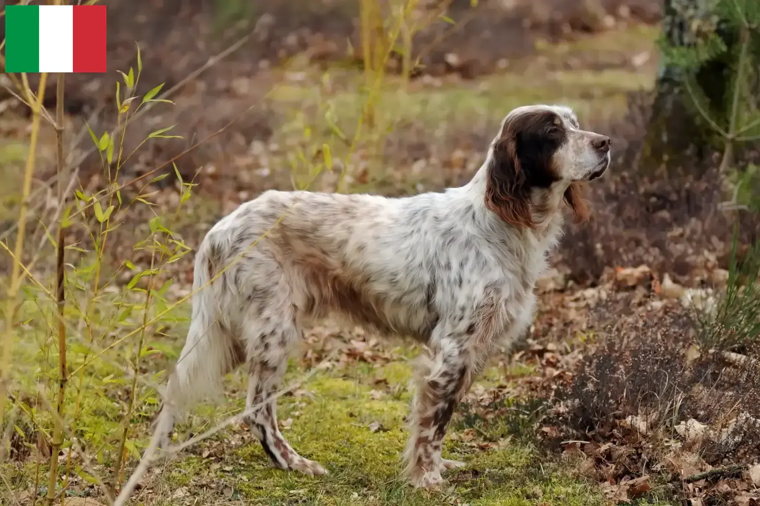 Scopri di più sull'articolo Allevatori di Setter Inglese e cuccioli in Italia