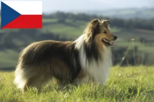 Scopri di più sull'articolo Allevatori di Sheltie e cuccioli in Repubblica Ceca