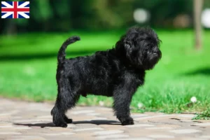 Scopri di più sull'articolo Allevatori di Affenpinscher e cuccioli in Gran Bretagna