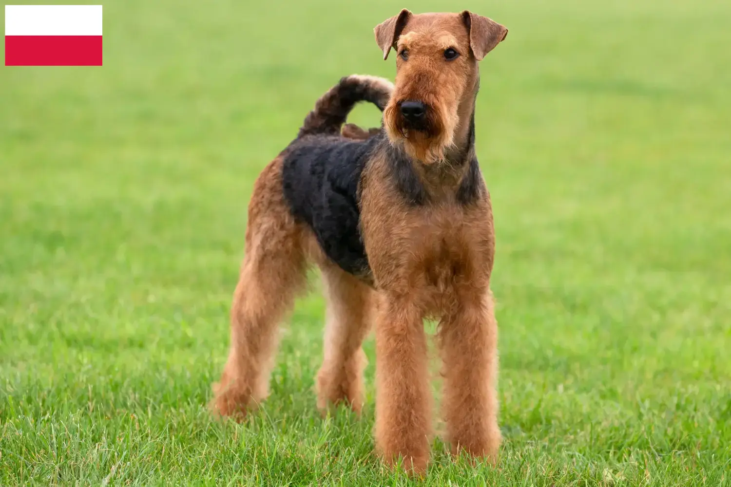 Scopri di più sull'articolo Allevatori di Airedale Terrier e cuccioli in Polonia