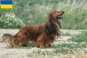 Scopri di più sull'articolo Allevatori di Bassotti e cuccioli in Ucraina