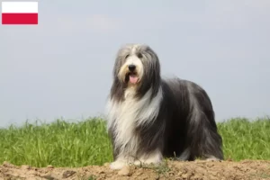 Scopri di più sull'articolo Allevatori di Collie Barbuto e cuccioli in Polonia