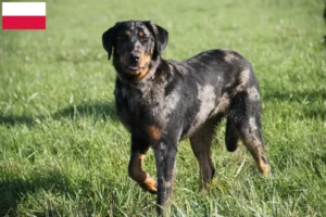 Scopri di più sull'articolo Allevatori e cuccioli di Beauceron in Polonia