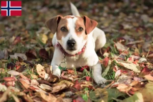 Scopri di più sull'articolo Allevatori di cani da fattoria danese-svedese e cuccioli in Norvegia