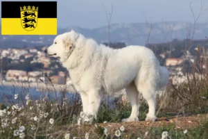 Scopri di più sull'articolo Allevatori di cani da montagna dei Pirenei e cuccioli in Baden-Württemberg