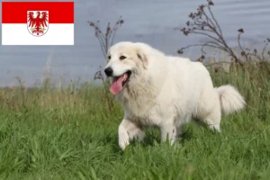 Scopri di più sull'articolo Allevatore di cani da montagna dei Pirenei e cuccioli a Brandeburgo