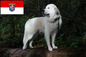 Scopri di più sull'articolo Allevatore di cani da montagna dei Pirenei e cuccioli in Assia