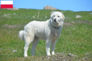 Scopri di più sull'articolo Allevatori di cani da montagna dei Pirenei e cuccioli in Polonia