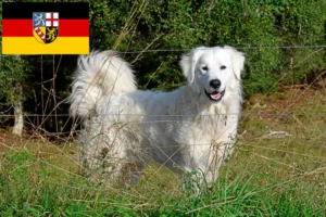 Scopri di più sull'articolo Allevatore di cani da montagna dei Pirenei e cuccioli in Saarland