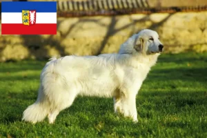 Scopri di più sull'articolo Allevatore di cani da montagna dei Pirenei e cuccioli in Schleswig-Holstein