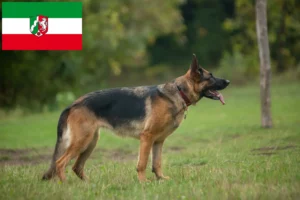 Scopri di più sull'articolo Allevatori di cani da pastore e cuccioli in Nord Reno-Westfalia