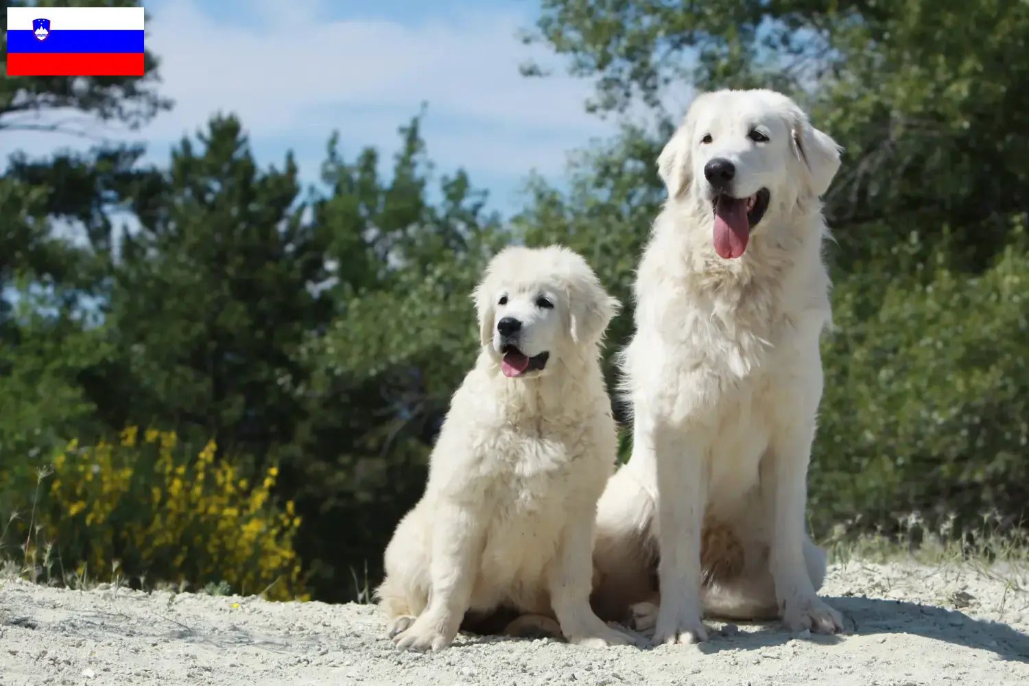 Scopri di più sull'articolo Allevatori di cani da pastore Tatra e cuccioli in Slovenia