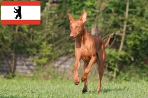 Scopri di più sull'articolo Allevatore di cani Faraone e cuccioli a Berlino