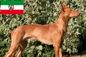 Scopri di più sull'articolo Allevatori di cani Faraone e cuccioli in Nord Reno-Westfalia