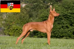 Scopri di più sull'articolo Allevatori di cani Faraone e cuccioli in Saarland