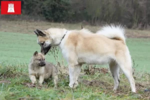 Scopri di più sull'articolo Allevatori di cani e cuccioli di Groenlandia a Amburgo